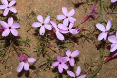 Oxalis phloxidiflora