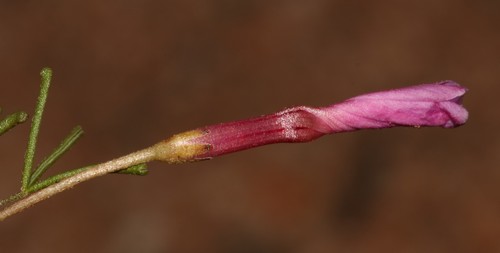 Image of Oxalis phloxidiflora by (c) Brian du Preez, some rights reserved (CC BY-SA)