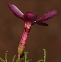 Oxalis phloxidiflora