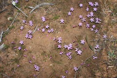 Oxalis phloxidiflora
