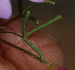 Oxalis phloxidiflora