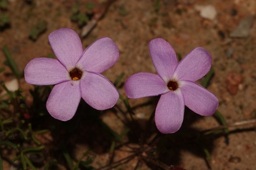 Image of Oxalis phloxidiflora by (c) Brian du Preez, some rights reserved (CC BY-SA)