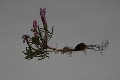 Oxalis phloxidiflora