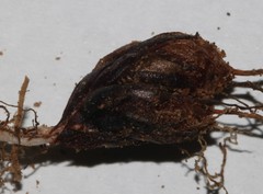 Oxalis phloxidiflora