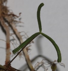 Oxalis phloxidiflora