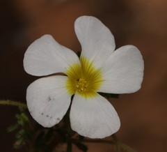 Oxalis viscosa