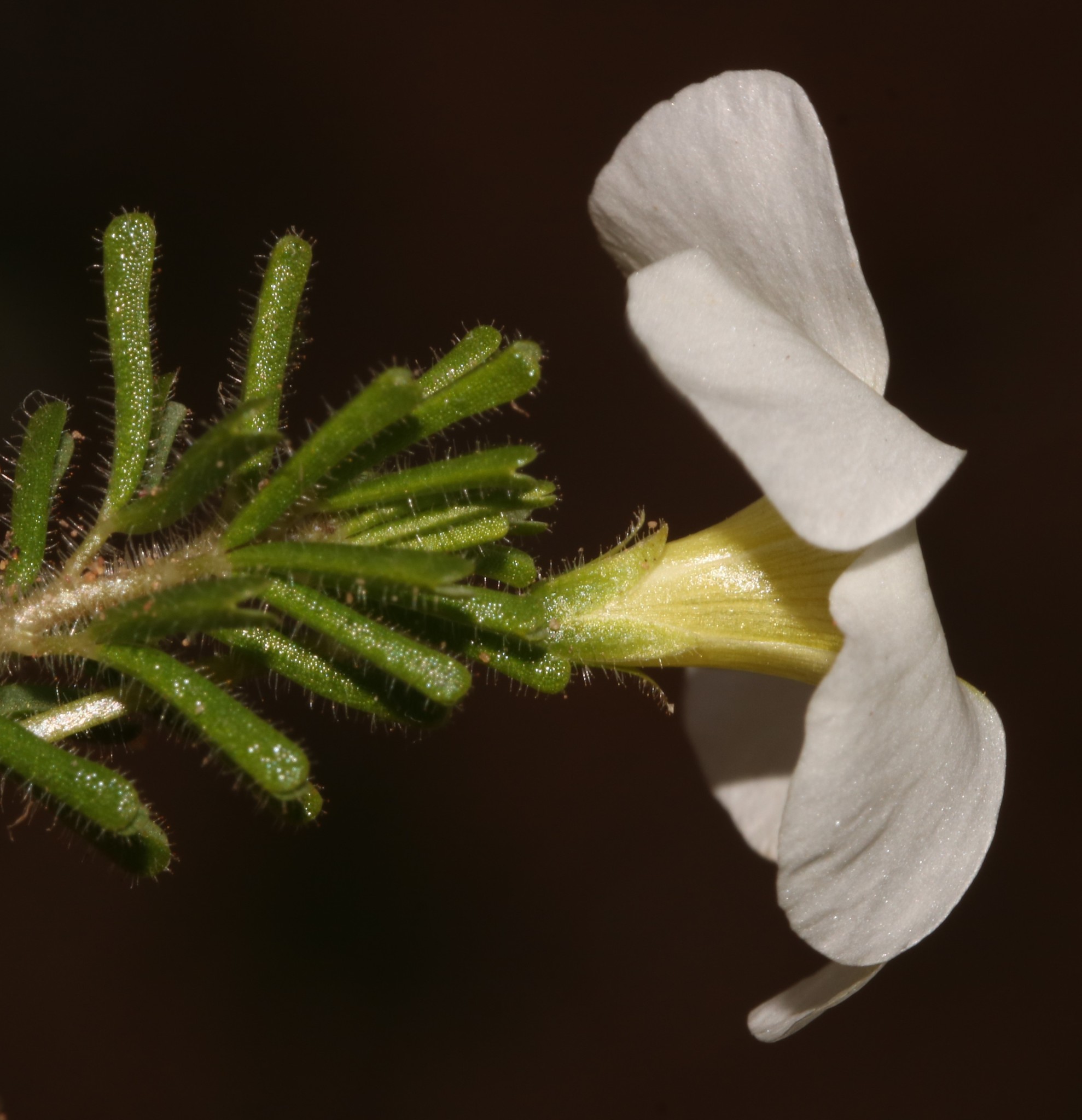 Oxalis viscosa E.Mey. ex Sond.