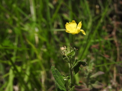 Crocanthemum bicknellii