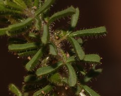 Oxalis viscosa