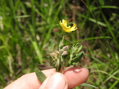 Crocanthemum bicknellii