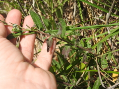 Crocanthemum bicknellii