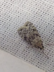 Eudonia truncicolella