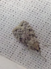 Eudonia truncicolella