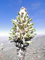 Puya herzogii