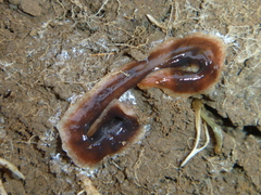 Arthurdendyus triangulatus