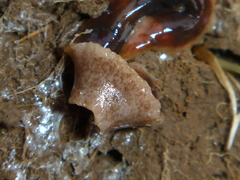 Arthurdendyus triangulatus