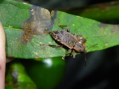 Inophloeus sternalis