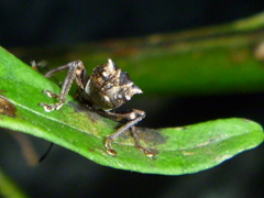 Inophloeus sternalis