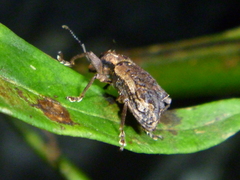 Inophloeus sternalis
