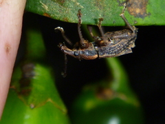 Inophloeus sternalis