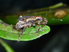 Inophloeus sternalis