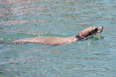 Zalophus californianus