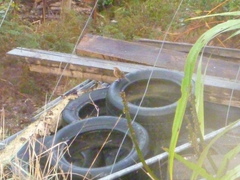 Poodytes punctatus punctatus