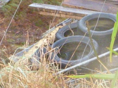 Poodytes punctatus punctatus