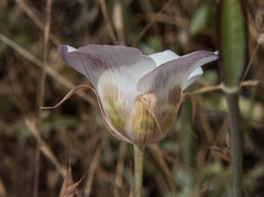 Calochortus vestae