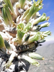 Puya herzogii