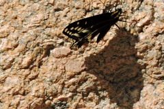 Papilio indra