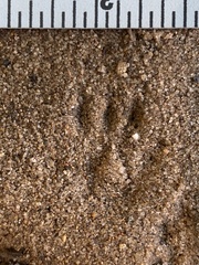 Tamias striatus