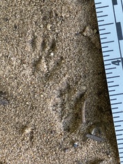 Tamias striatus