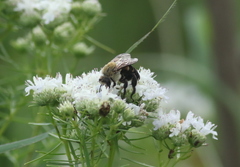 Ptilothrix bombiformis
