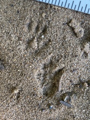 Tamias striatus