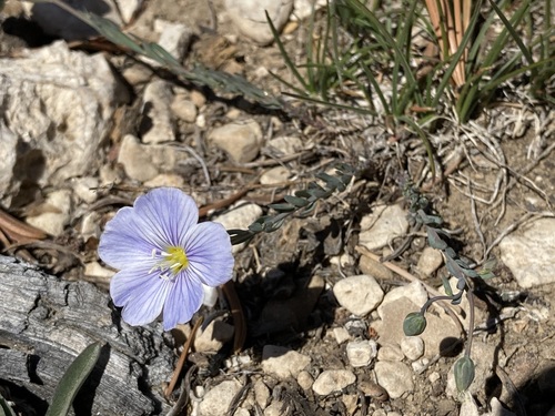 Linum lewisii var. alpicola