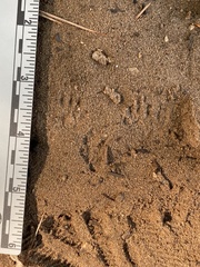Tamias striatus
