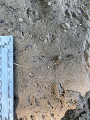 Tamias striatus