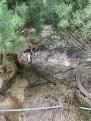 Pipilo erythrophthalmus