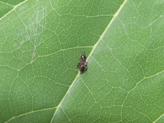 Encyrtus