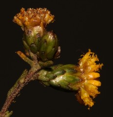 Marasmodes oubinae