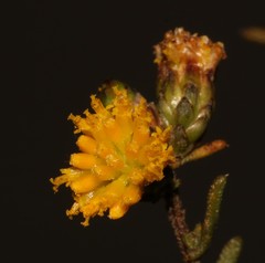 Marasmodes oubinae