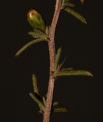 Marasmodes oubinae