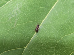 Encyrtus