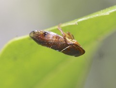 Drabescus samoanus