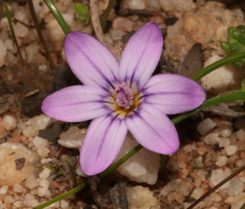 Romulea stellata