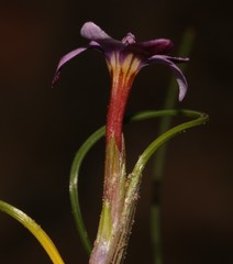 Romulea stellata