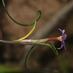 Romulea stellata