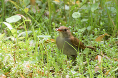 Catharus aurantiirostris