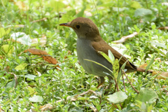Catharus aurantiirostris
